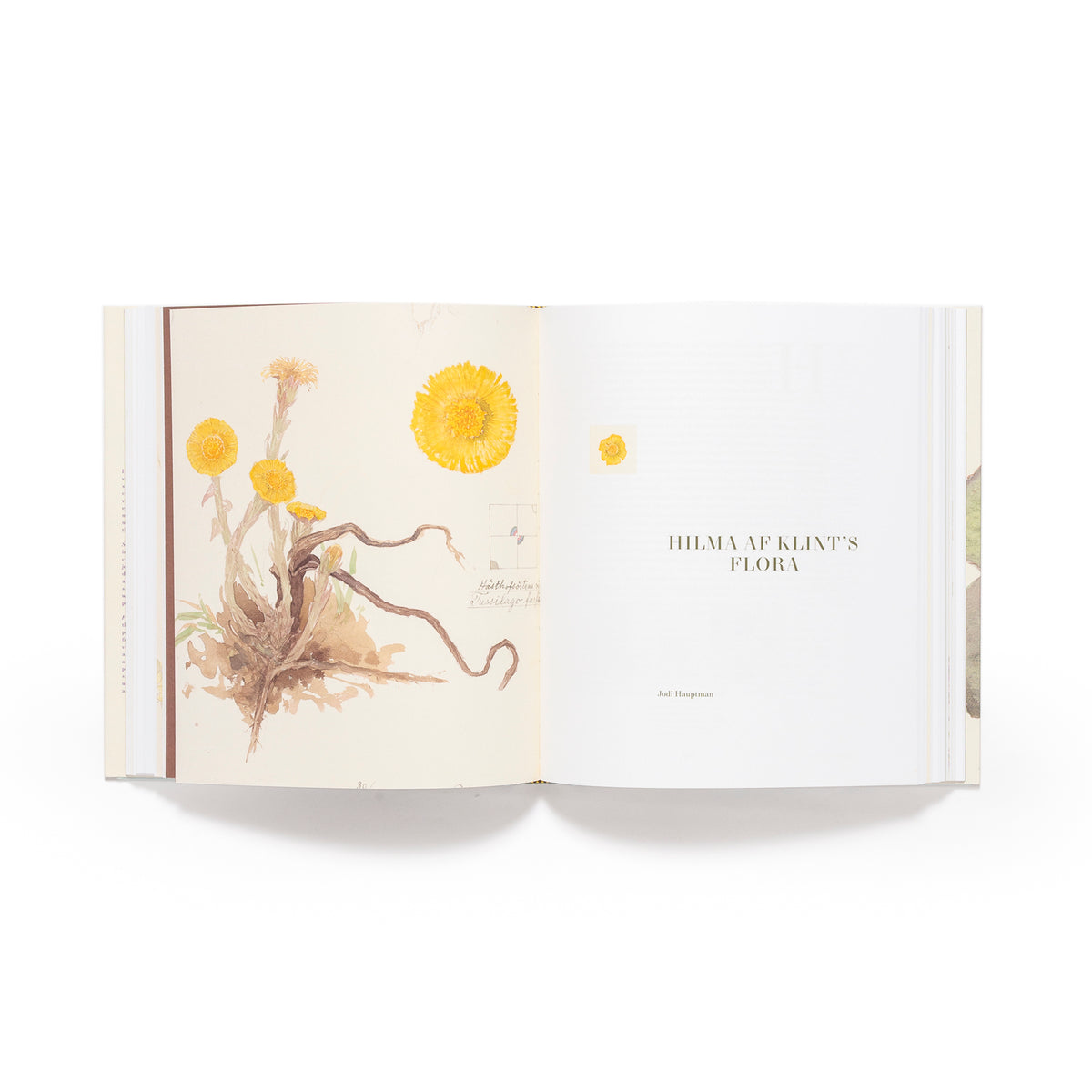 Hilma af Klint: What Stands Behind the Flowers main image 1